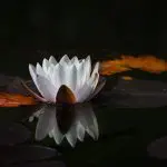 Elevate Your Mindset What is Transcendental Meditation?